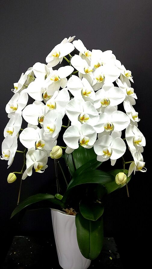 胡蝶蘭　コチョウラン